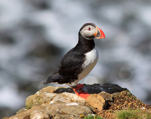 Atlantic Puffin (Fratercula arctica) on cliff top