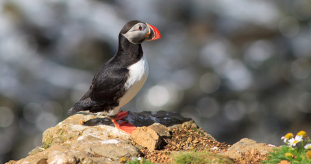 Atlantic Puffin (Fratercula arctica) on cliff top