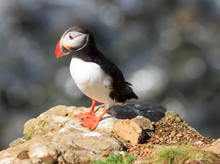 Atlantic Puffin (Fratercula arctica) on cliff top