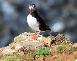 Atlantic Puffin (Fratercula arctica) on cliff top