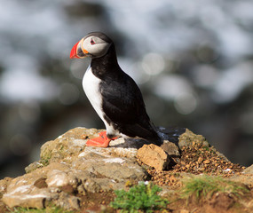 Atlantic Puffin (Fratercula arctica) on cliff top