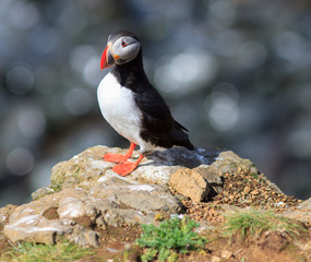 Atlantic Puffin (Fratercula arctica) on cliff top