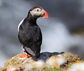 Atlantic Puffin (Fratercula arctica) on cliff top