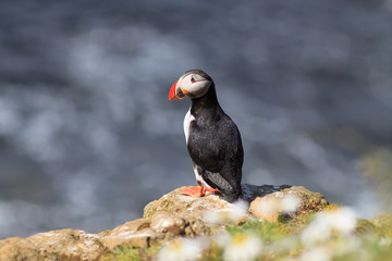 Atlantic Puffin (Fratercula arctica) on cliff top