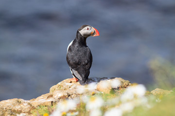 Atlantic Puffin (Fratercula arctica) on cliff top