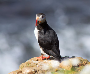 Atlantic Puffin (Fratercula arctica) on cliff top