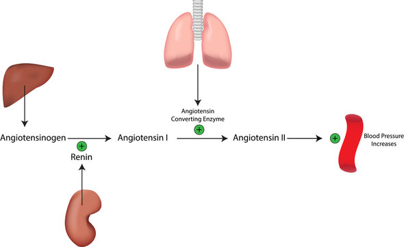 Renin Angiotensin Aldosterone System