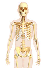 Human front view skeleton