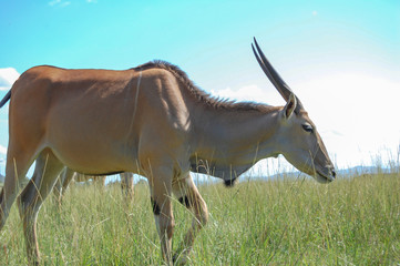 African Antelope walking alone