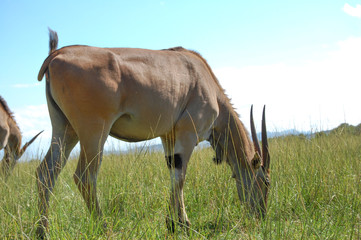 Antelopes eating