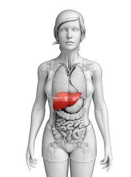 Female liver anatomy