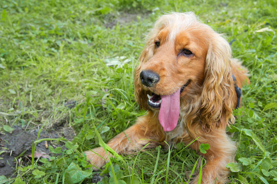 M&uuml;der Spaniel Bub - &Ouml;sterreich