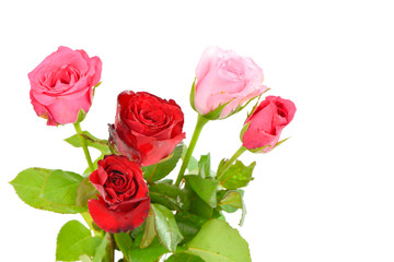 pink and red roses isolated