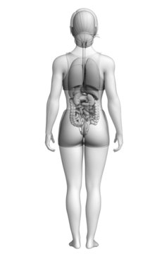 Female digestive system artwork