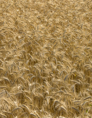 Zboże