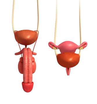 Male and female urinary system