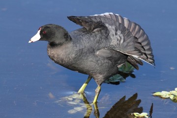 American Coot (Fulica americana)