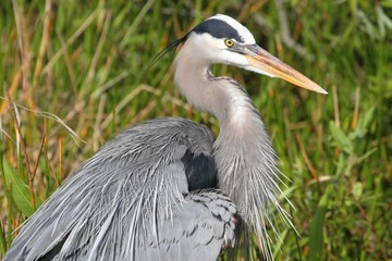 Great Blue Heron (Ardea Herodias)