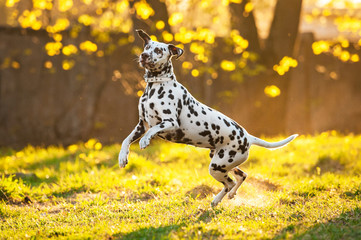Dalmatian dog playing at sunset - obrazy, fototapety, plakaty
