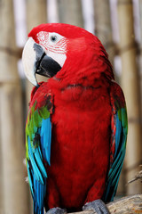 Beautiful Macaw On The Branch