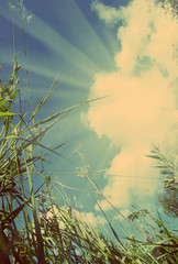 view on sky out of grass - vintage retro style