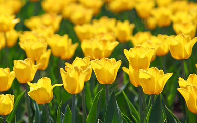field of yellow tulips blooming