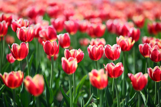 red tulips with white border - shallow depth of field