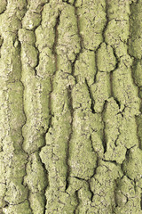 Kora © Zbyszek Nowak