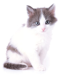 Cute little kitten isolated on white