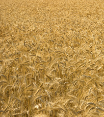 Zboże