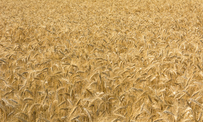 Zboże © Zbyszek Nowak