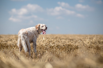 Dog in the meadow