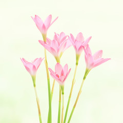 Zephyranthas rosea Flowers