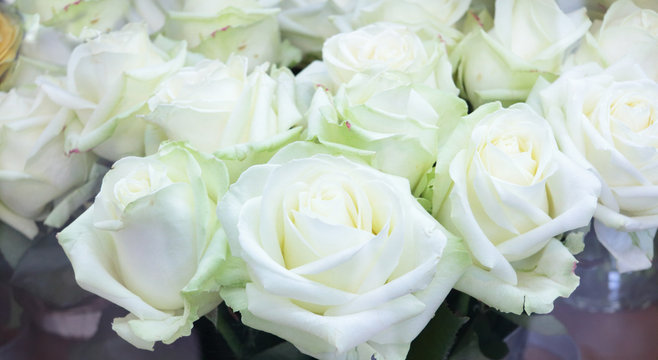 Fototapeta Close-up of bright bunch of fresh big beautiful white roses