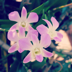 orchid flower