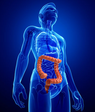 Male large intestine anatomy