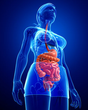 Small intestine anatomy of female