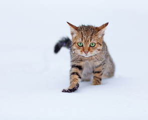 Cute stray kitten in snow
