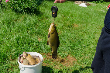 fisher weighs shiny big tench fish