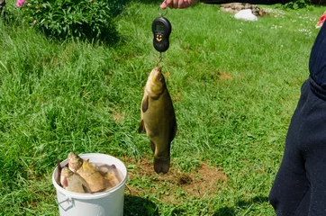 Poster fisher weighs shiny big tench fish © sauletas