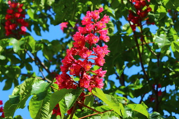 chestnut flowers