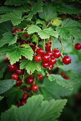 red currant bush