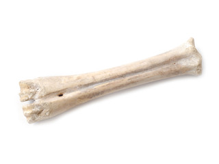 old bone isolated on white background