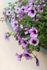 Gently purple petunia flowers hanging from window