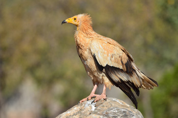 Стервятник (Neophron Percnopterus) на острове Сокотра