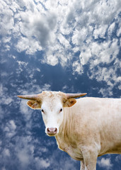 Young Female Longhorn Cow