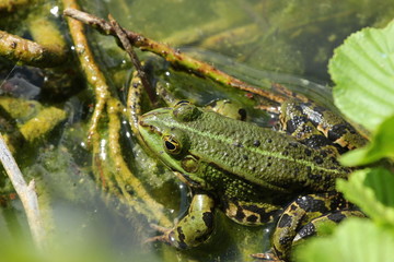 Teichfrosch, Seefrosch, Grünfrosch sitzt auf Zweigen