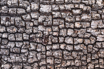 Old Wood Tree Texture Background , bark Pattern