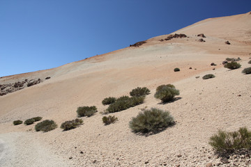 Tenerife, buissons sur les flancs duTeide