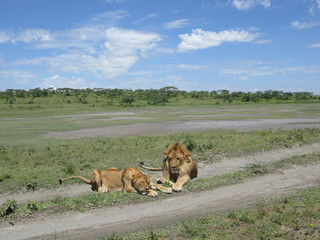 Coppia di leoni in africa